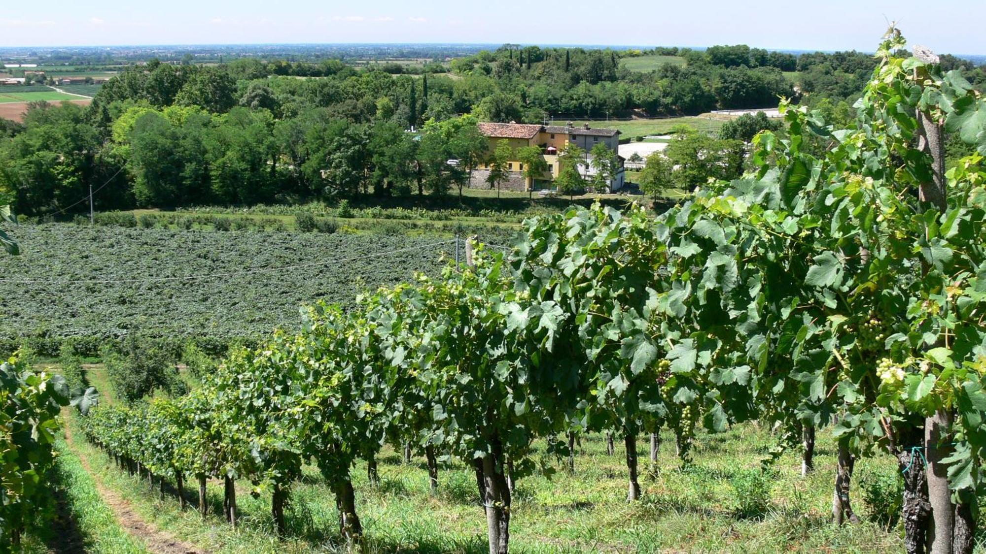 Tenuta Le Sorgive Agriturismo Сольферино Экстерьер фото